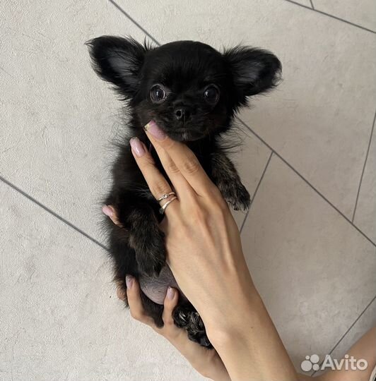 Чихуахуа девочка