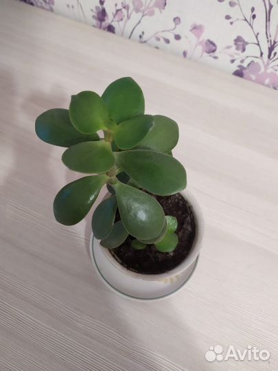 Денежное дерево толстянка крассула