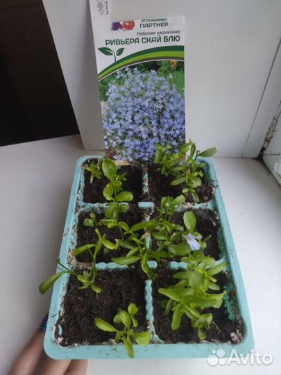 Петуния, лобелия