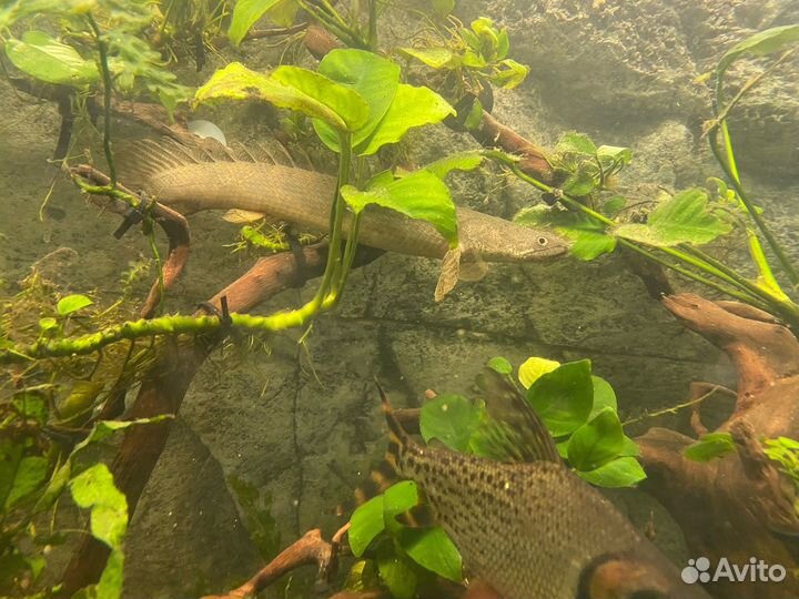 Полиптерус ансорги