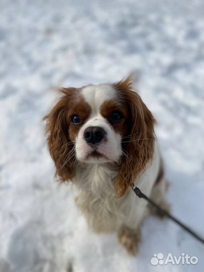 Вязка собак