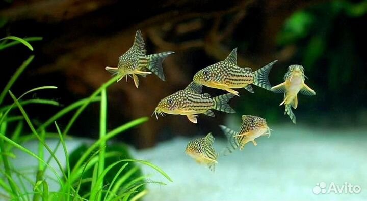 L сомы, коридорасы, хелены