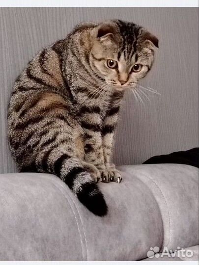 Шотландский кот