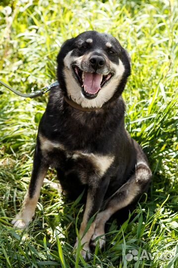 Улыбака- Краска