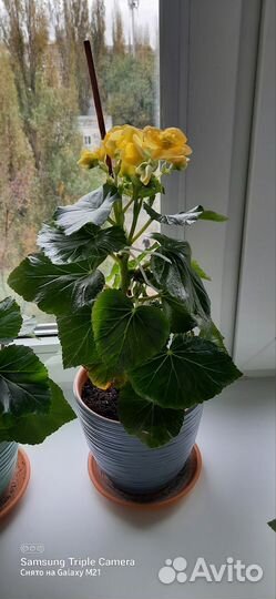 Бегония элатиор