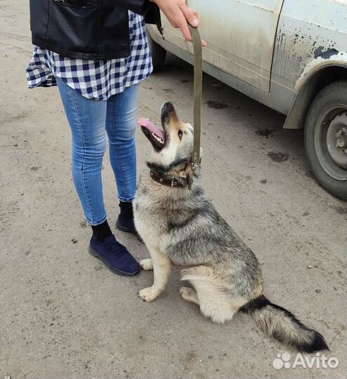 Пристраивается в добрые руки