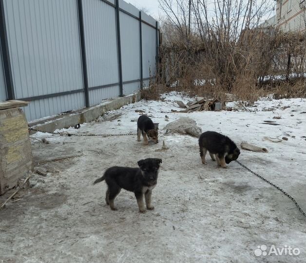 Собака в добрые руки отдам бесплатно