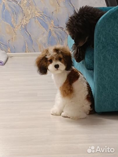 Кавапу Эксклюзив Девочка