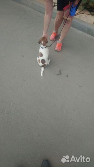 Передержка собак,дрессировка собак,кинолог, выгул