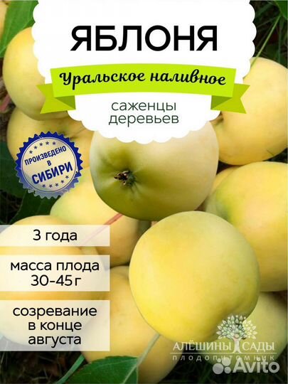 Саженцы Яблони