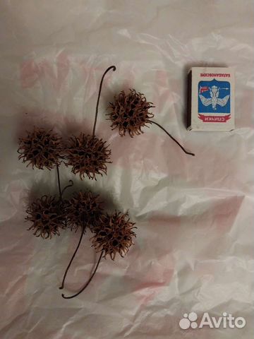 Ликвидамбр