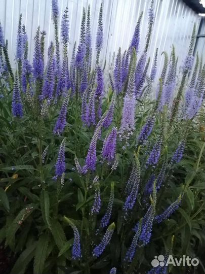 Многолетники неприхотливые