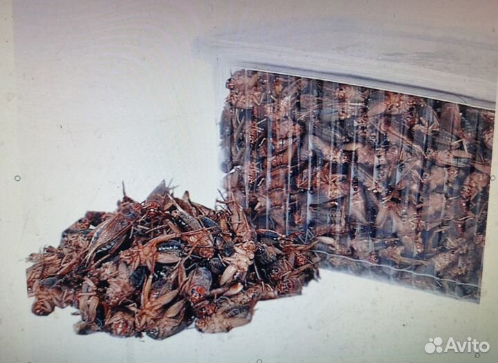 Банановый сверчок (замороженный)