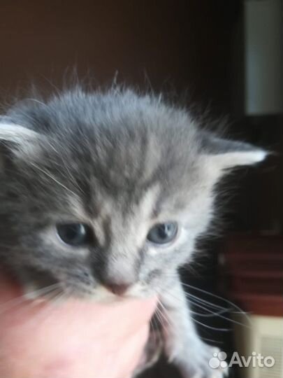Котятки в добрые руки