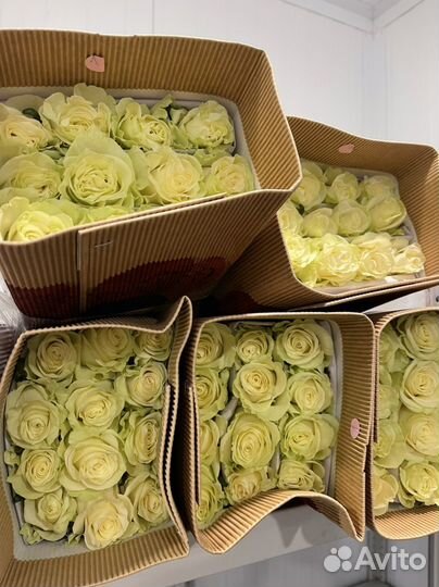 Розы букеты