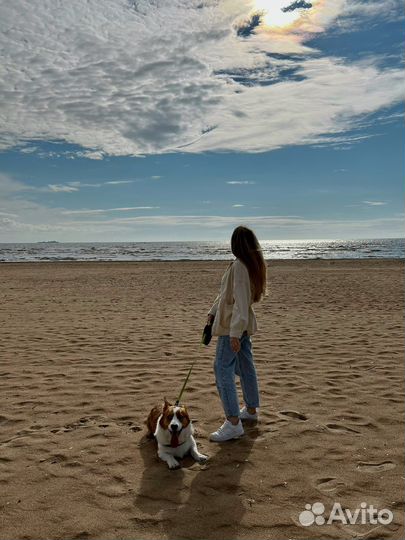 Выгул собак/Дневная няня для собак (или кошек)