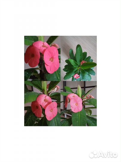 Молочай Миля, Шеффлера, Фикус, Спатифиллум, Кротон