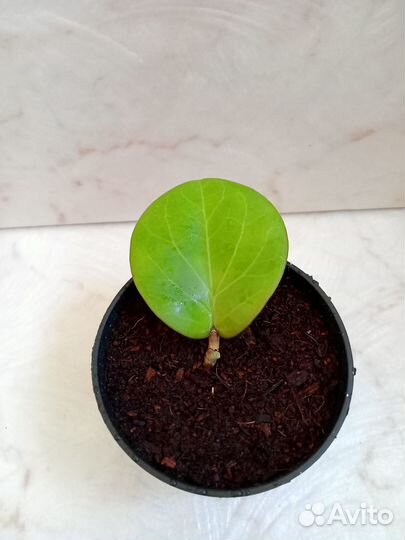 Хойя cv. Rhiannа (ss 37-03)