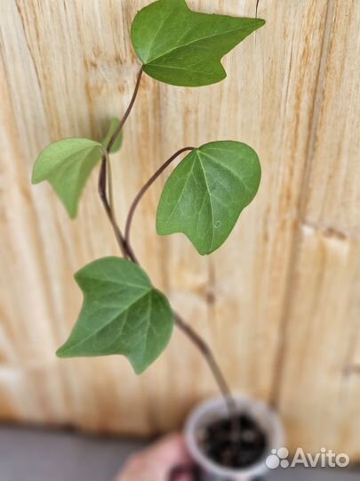 Черенки плюща