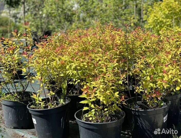 Спирея японская