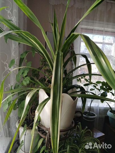 Хлорофитум Панданус