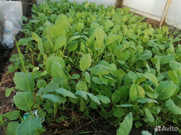 Рассада капусты