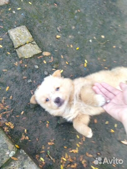 Отдам щенка в добрые руки