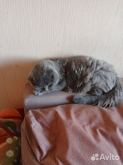 Отдам в добрые руки