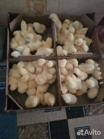 Цыплята бройлера