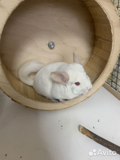 Шиншилла с Клеткой