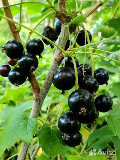 Саженцы смородина ежевика слива медовая