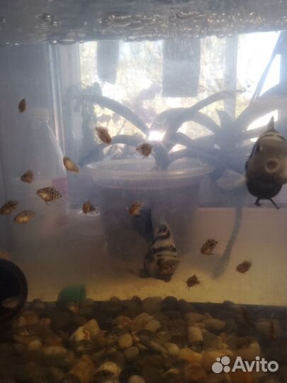 Цехлозомы (попугаи)