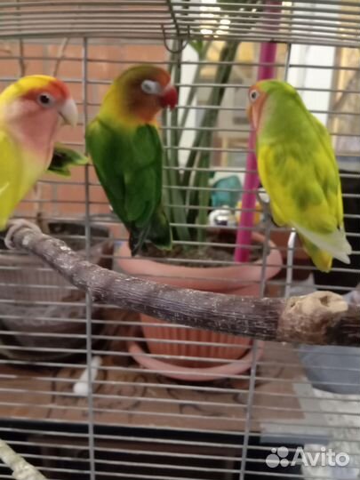 Неразлучники