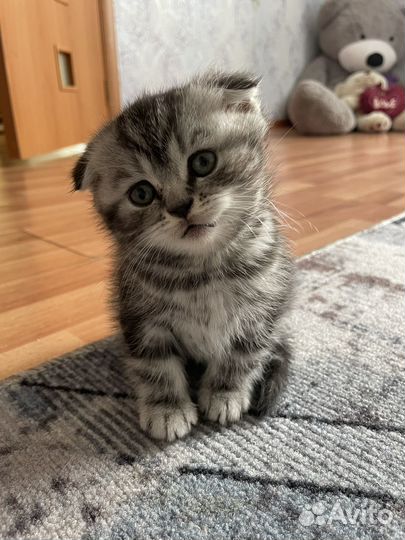 Шотландская