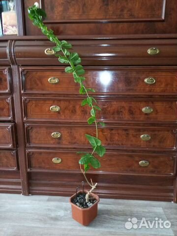 Фикус Кёрли, Делоникс, Жасмин Гранд Дюк и др