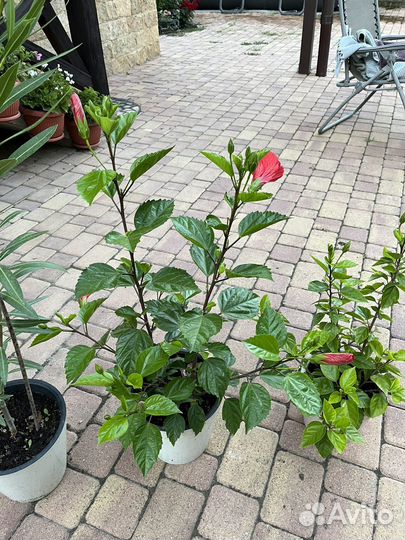 Китайская роза