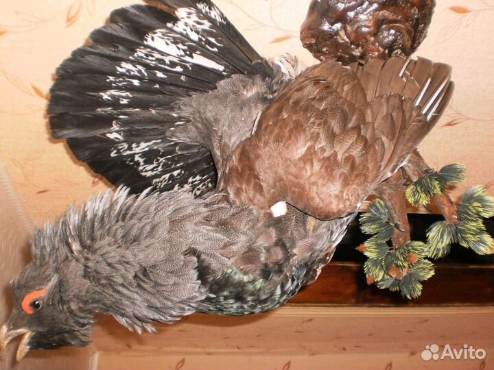 Чучело глухаря