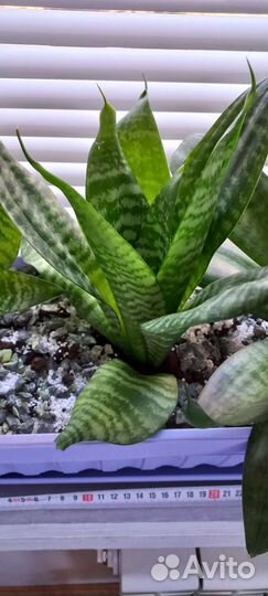 Сансевиерия