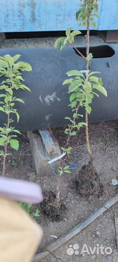 Деревья Яблоки