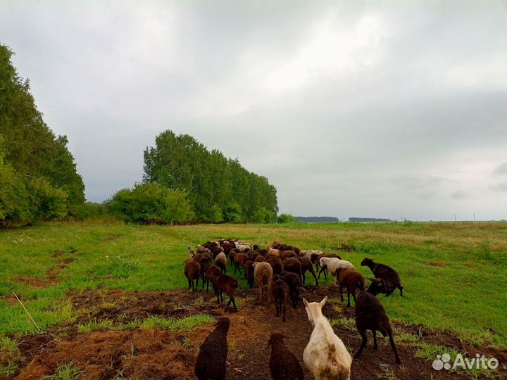 Овцы бараны