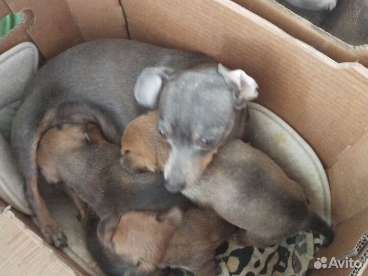 Маленькая собака