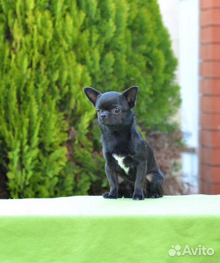 Кобель Чихуахуа