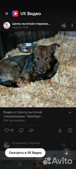 Собака много фото в профиле