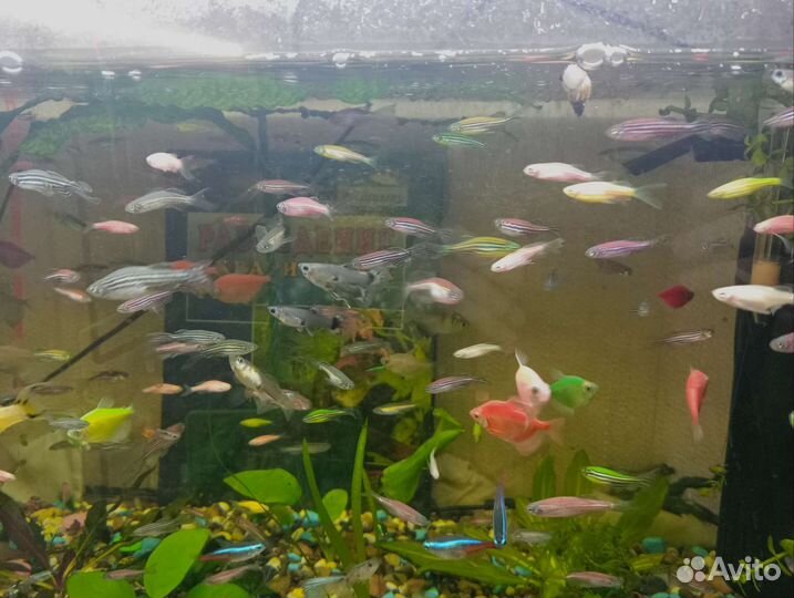 Рыбки Данио, гуппи