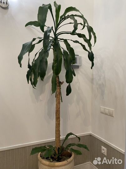 Цветы Пальма драцена высокая