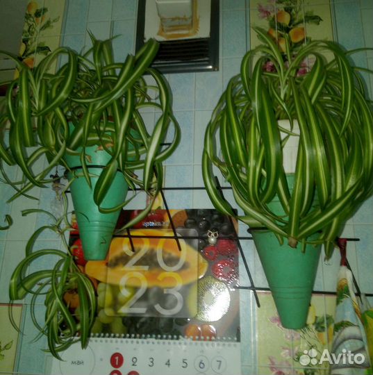 Хлорофитум