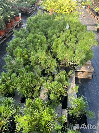 Сосна горная Пумилио,Мугус