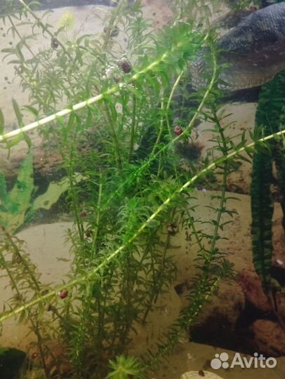 Растения для аквариума