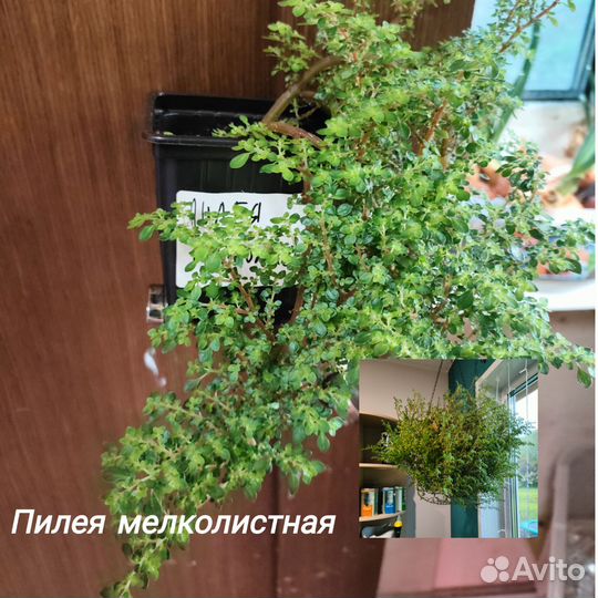 Редкие домашние растения