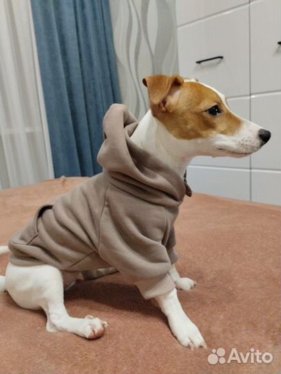 Толстовка для собак